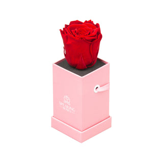 Sovelle XXS  - Happy Birthday Collection