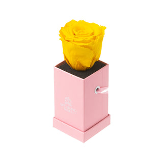 Sovelle XXS  - Happy Birthday Collection