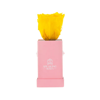 Sovelle XXS  - Happy Birthday Collection
