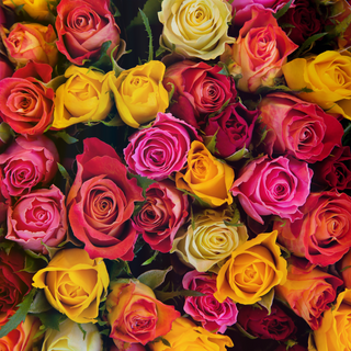 The Perfect Gift for Every Occasion: Personalized Roses from Speaking Roses