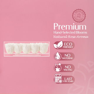 Equoria V25 - Valentine's Day Collection