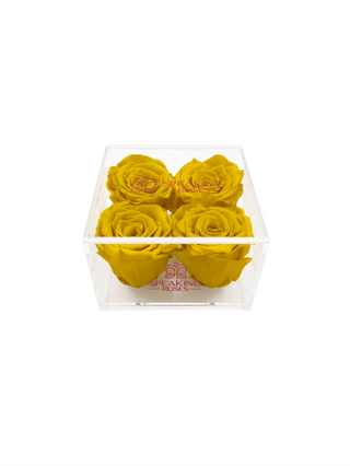 Square Acrylic Box  (4 Preserved Heads)