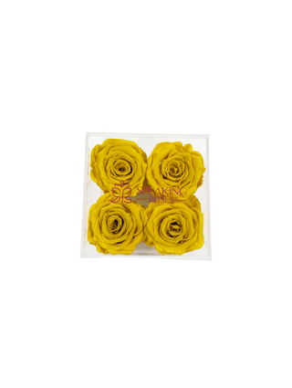Square Acrylic Box  (4 Preserved Heads)