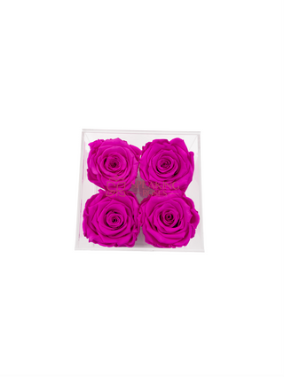 Square Acrylic Box  (4 Preserved Heads)