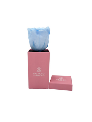 Square Paper Box  (1 Preserved Head)