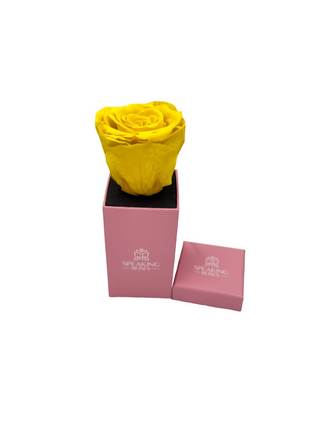 Square Paper Box  (1 Preserved Head)