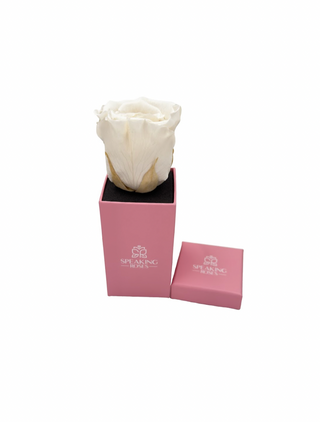 Square Paper Box  (1 Preserved Head)