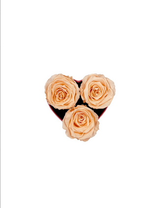Heart Paper Box (3 Preserved Heads)