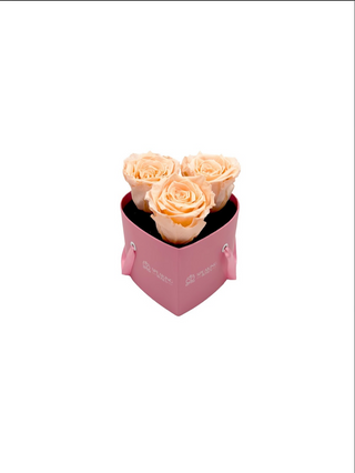 Heart Paper Box (3 Preserved Heads)
