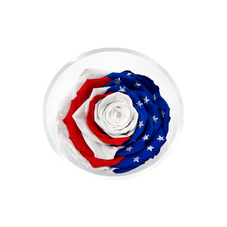 Acrisse One  - America 250 Design - Personalized Rose - 100% Real (Preserved-Eternal)