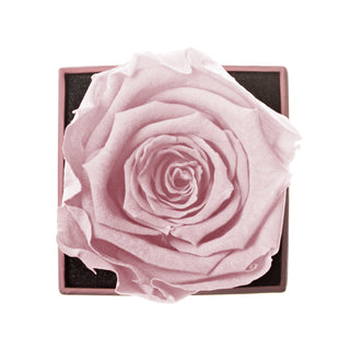 Sovelle XXS  – Happy Birthday - Personalized Rose - 100% Real (Preserved-Eternal)