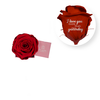 I love you more than yesterday - Square Paper Box  (1 Preserved Head)