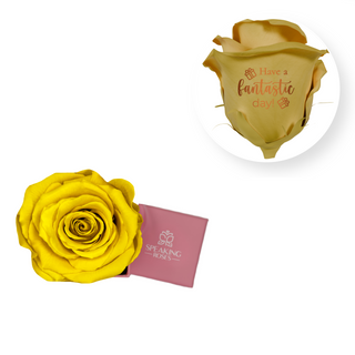 Have a fantastic day! - Square Paper Box  (1 Preserved Head)