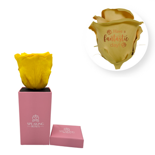Have a fantastic day! - Square Paper Box  (1 Preserved Head)