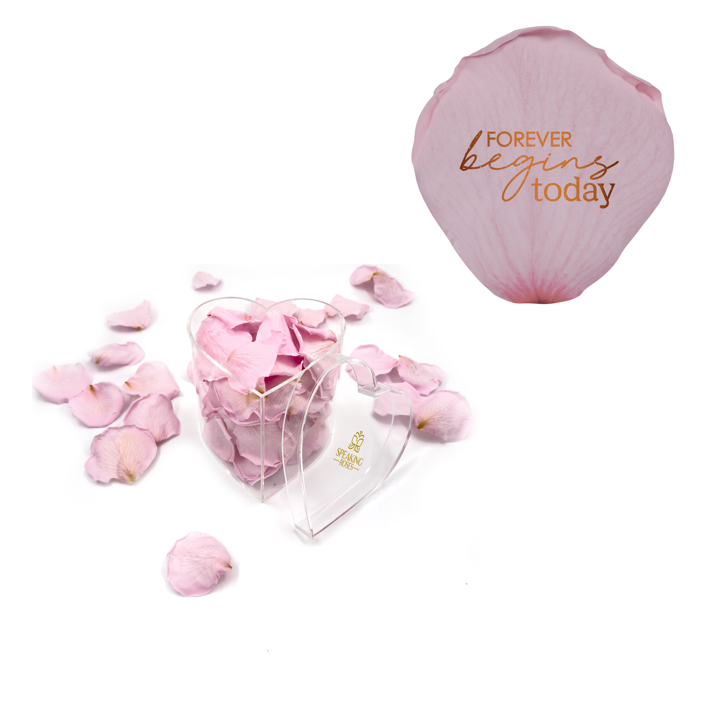 Forever begins today - Heart Acrylic Box (100 Preserved Petals)