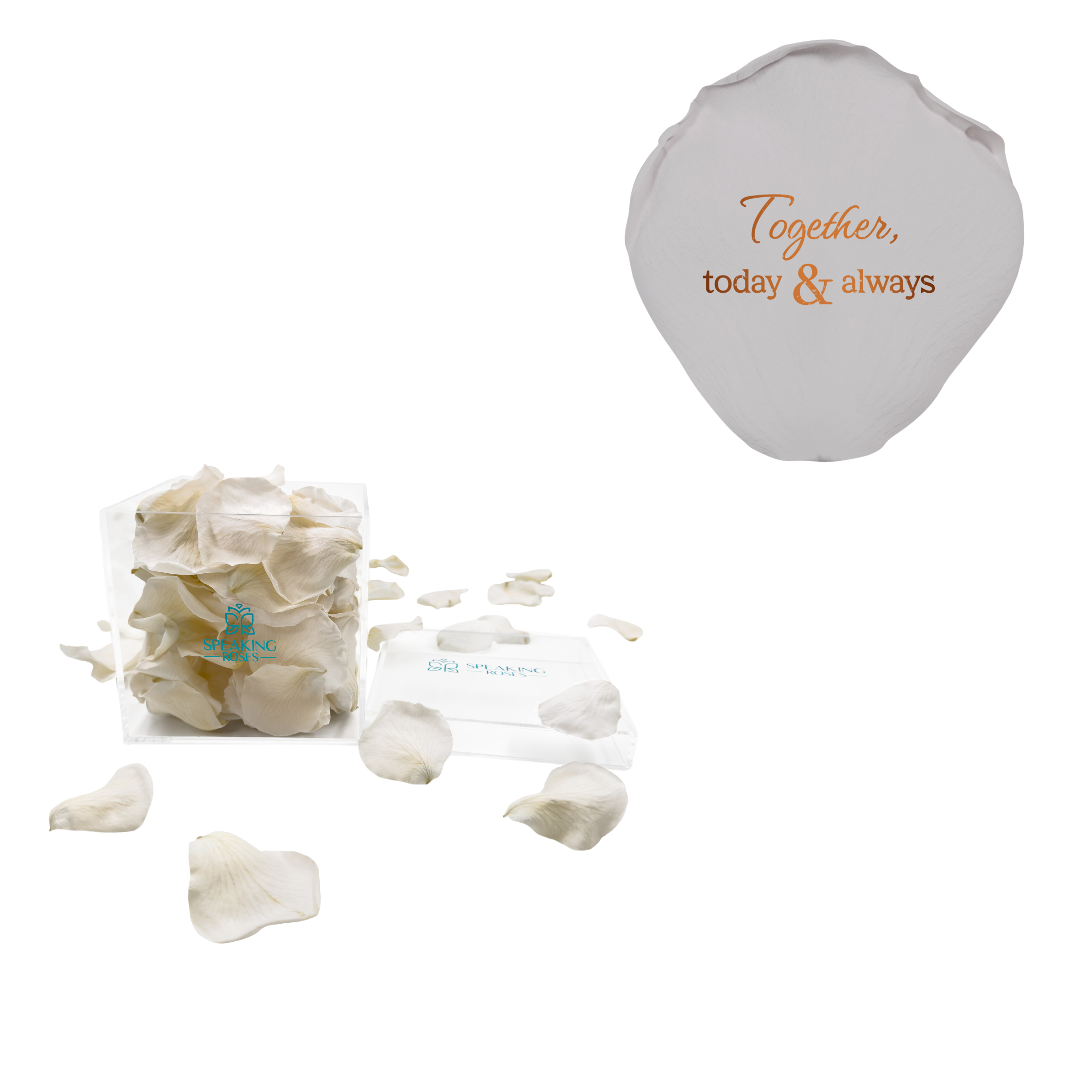 Together, today & always - Acrylic Square Box (150 Preserved Petals)