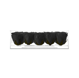 Equoria V18 - Funeral Collection