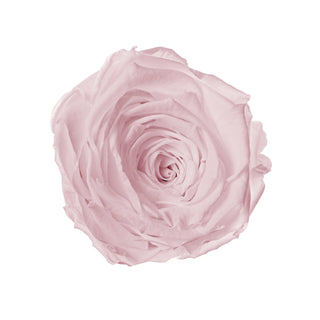 Solo Bloom - Romance Collection