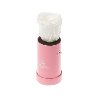 Solo Bloom - Happy Birthday Collection