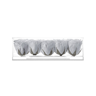 Equoria V25 - Funeral Collection