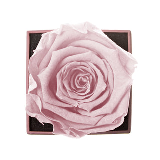 Sovelle XXS  - Valentine's Day Collection