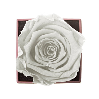 Sovelle XXS  - Valentine's Day Collection