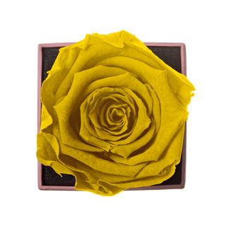 Sovelle XXS  - Valentine's Day Collection