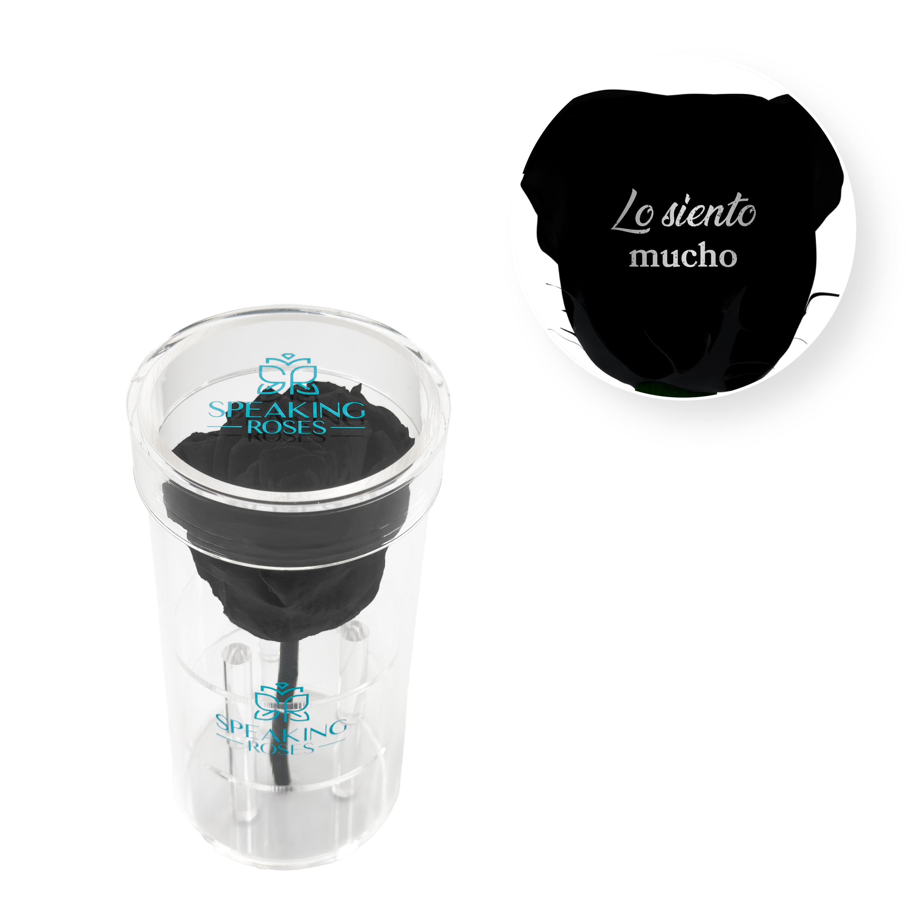 Lo siento mucho - Acrylic Round Box (1 Preserved Stem)