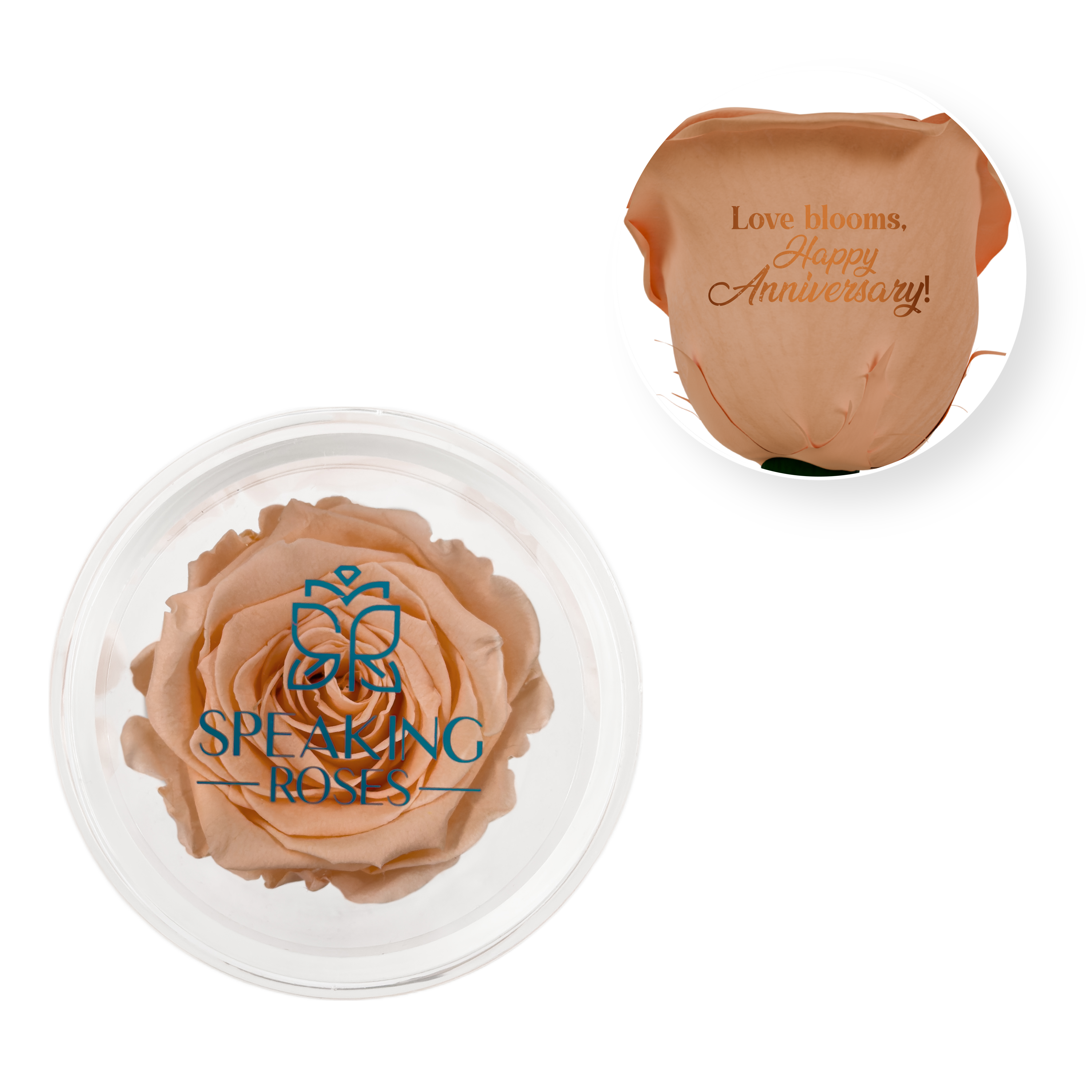 Love Blooms, Happy Anniversary! - Acrylic Round Box (1 Preserved Stem)