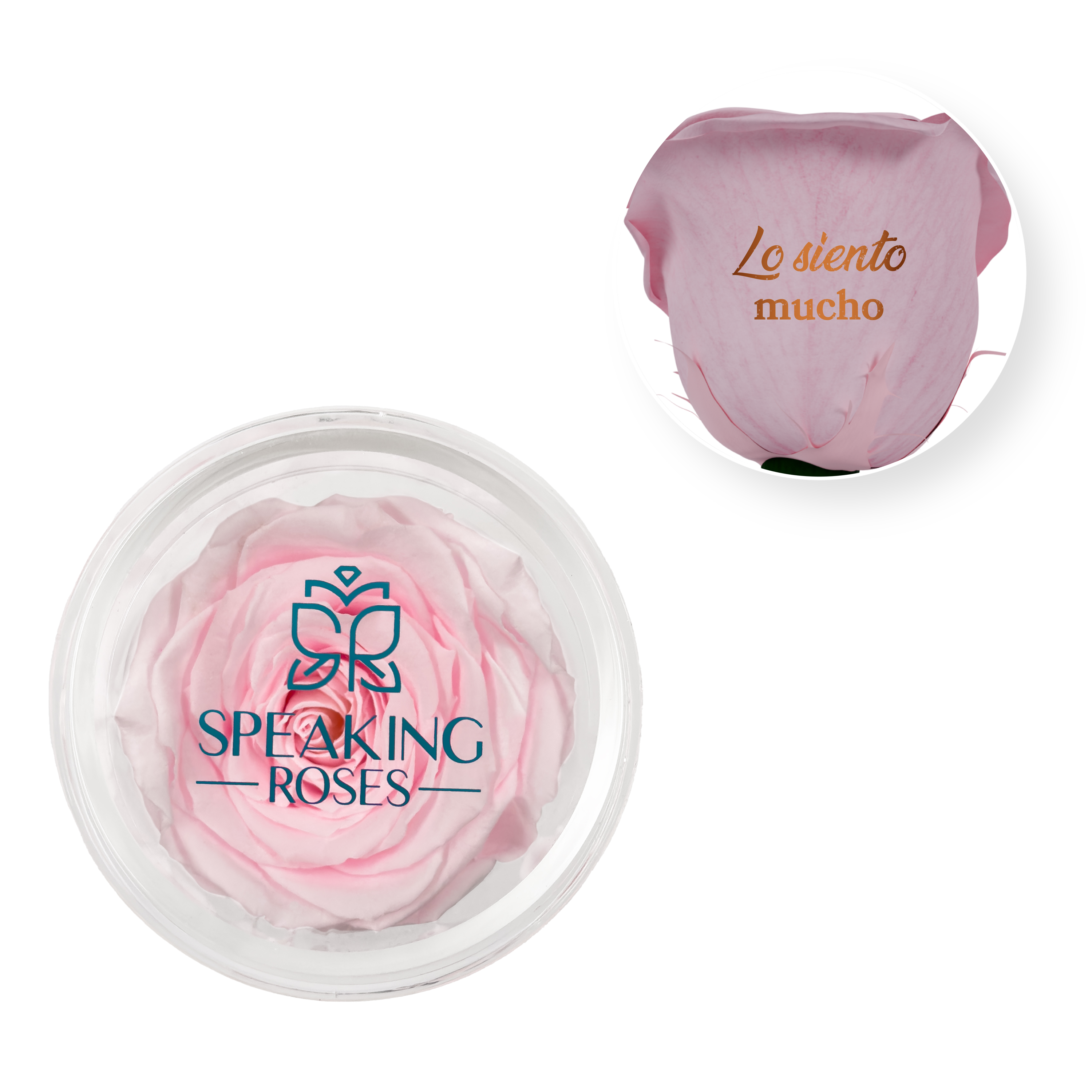 Lo siento mucho - Acrylic Round Box (1 Preserved Stem)