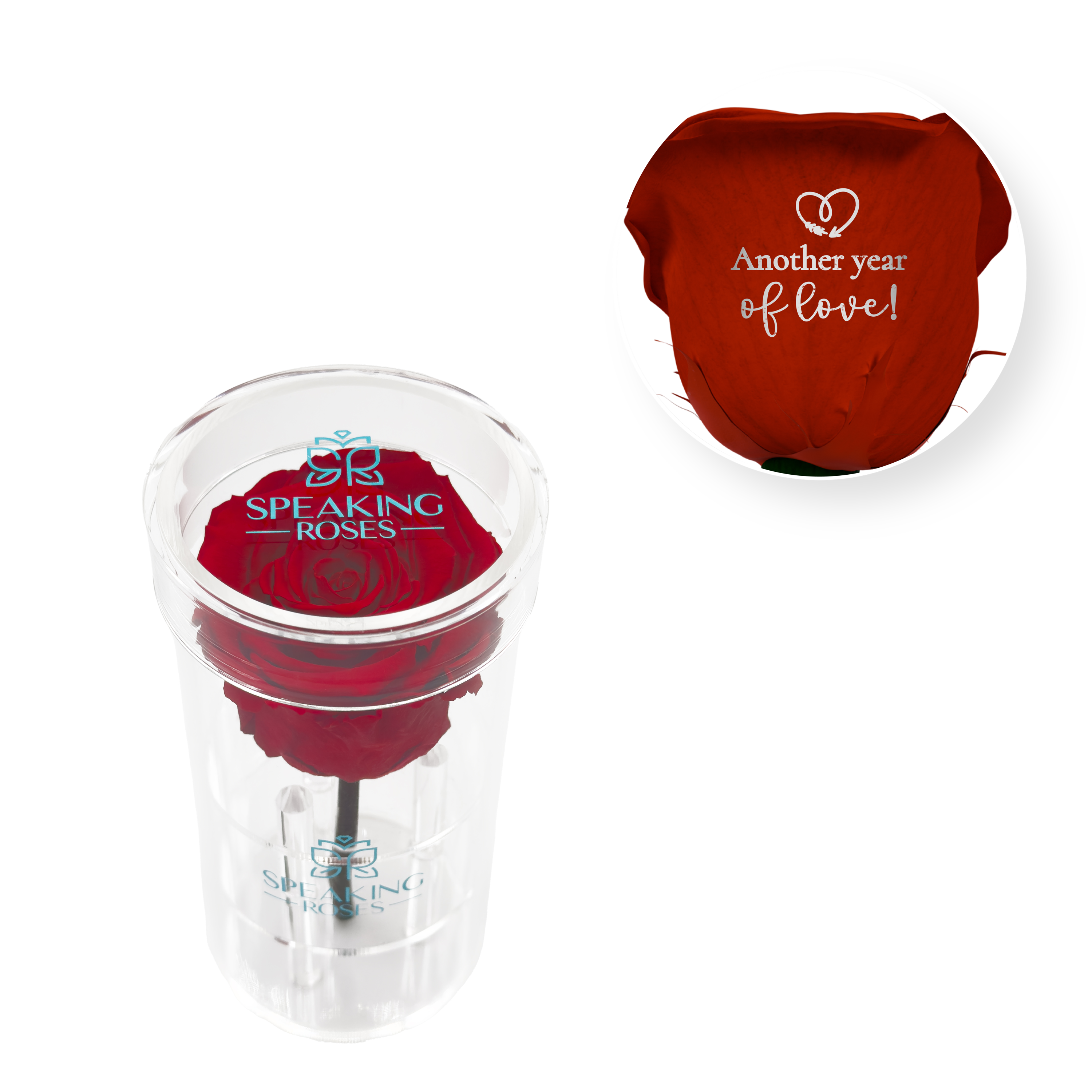 Another Year Of Love - Acrylic Round Box (1 Preserved Stem)