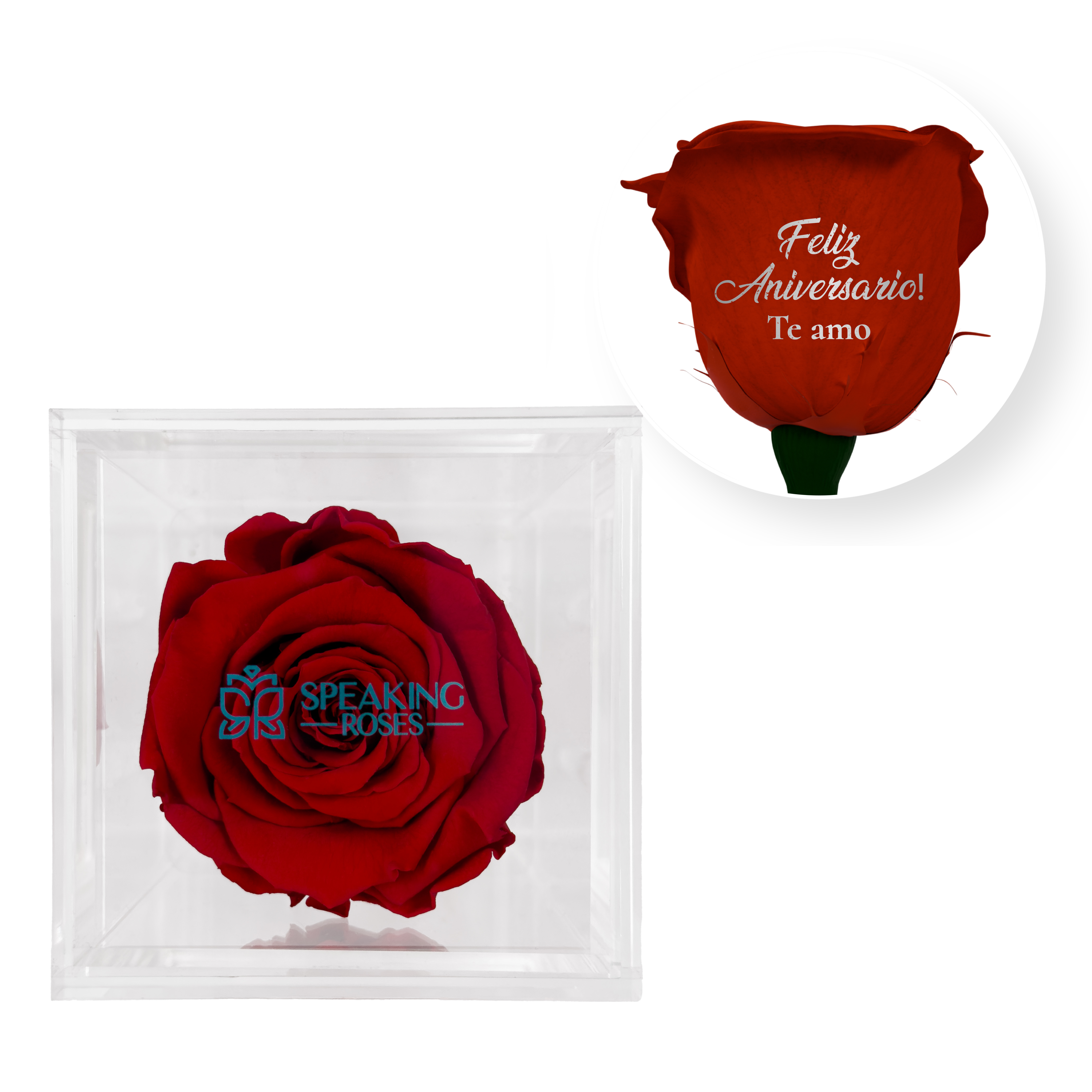 Feliz aniversario! Te amo - Square Acrylic Box (1 Preserved Stem)