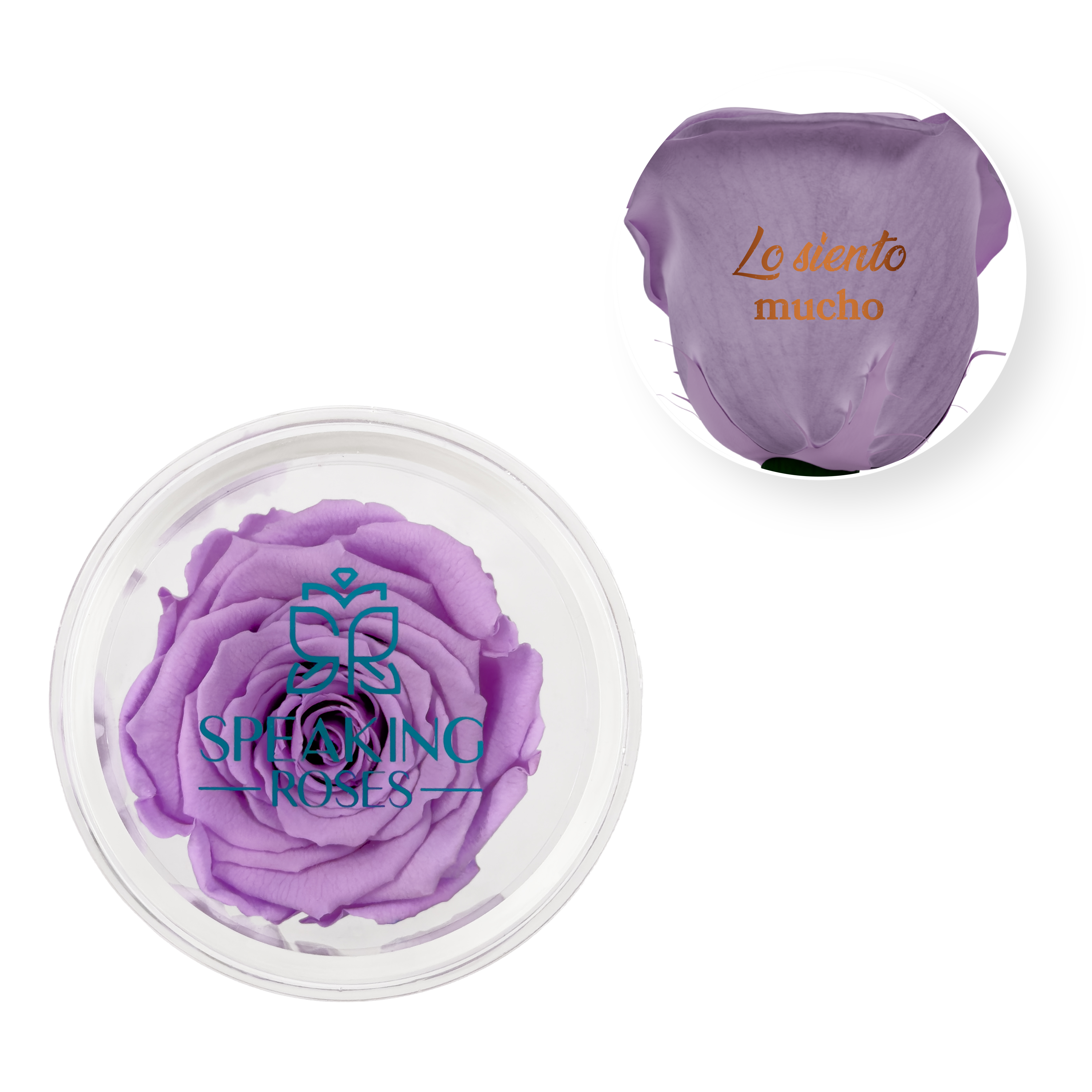 Lo siento mucho - Acrylic Round Box (1 Preserved Stem)