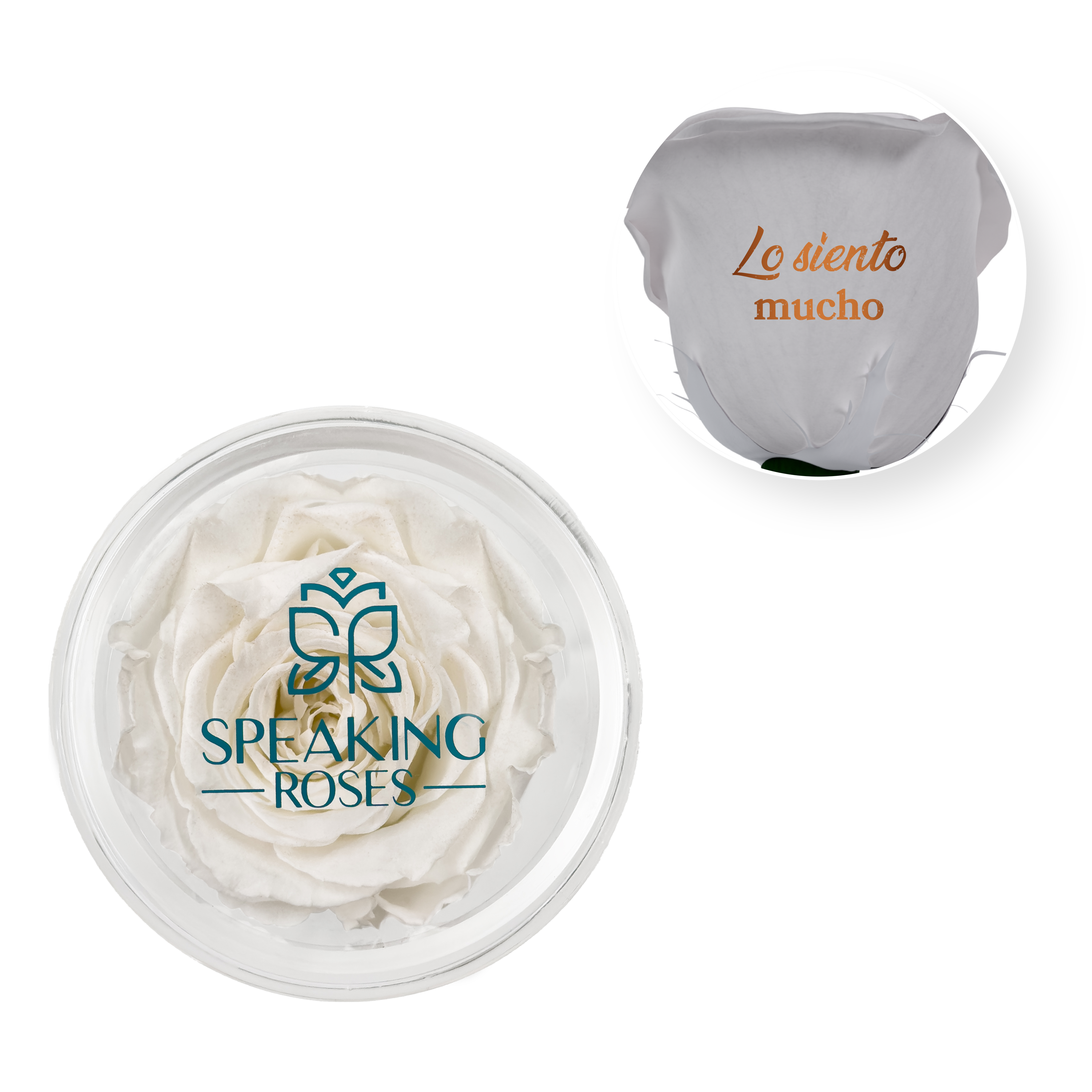 Lo siento mucho - Acrylic Round Box (1 Preserved Stem)