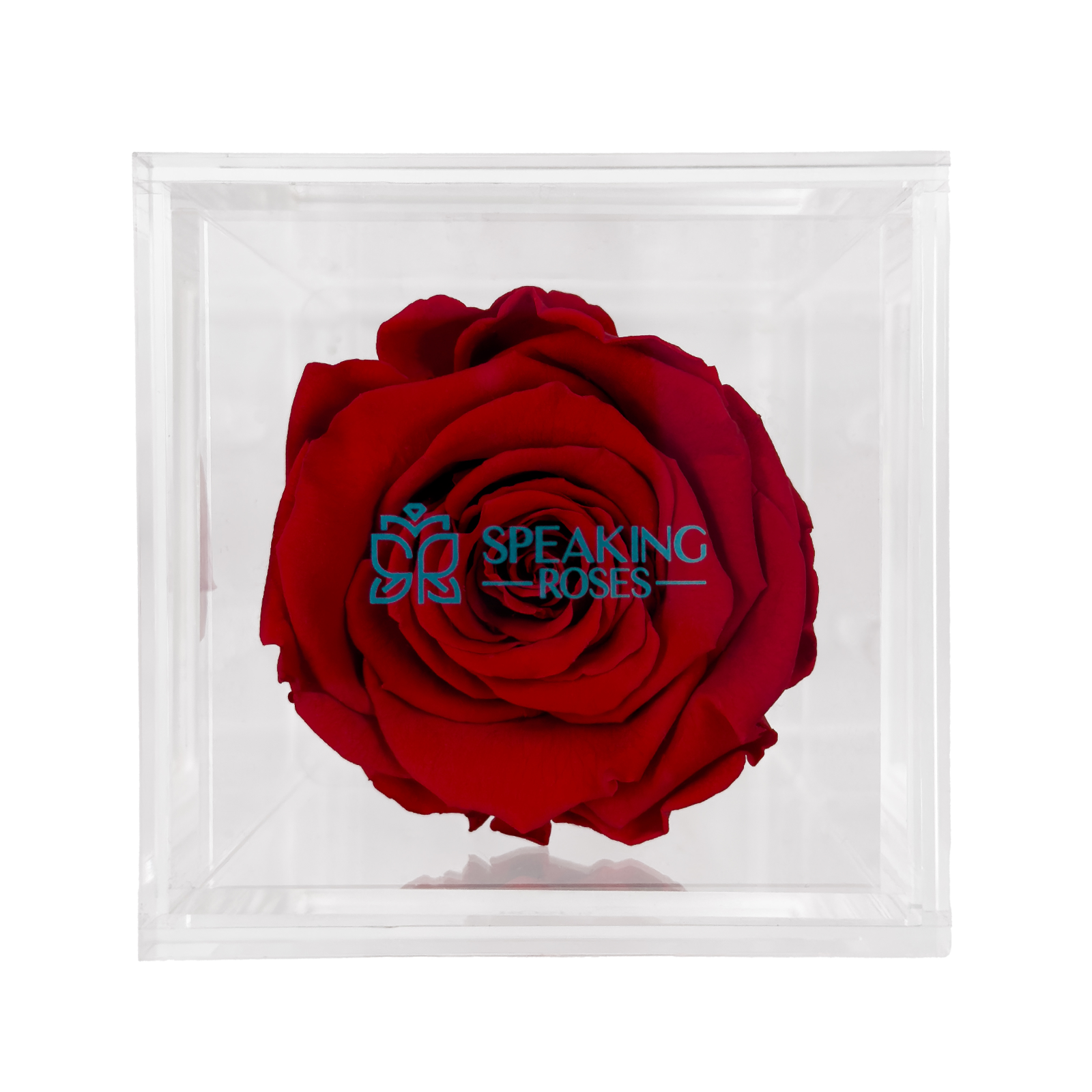 Valentine's day - Te amo - Acrylic Square Box (One Premium Rose)