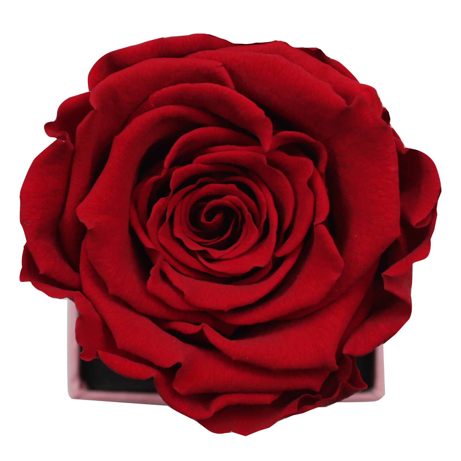 Valentine's day - Te amo - Square Pull and Bloom Box (One Premium Rose)