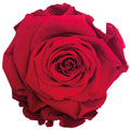 Valentine's day - You are the One - Round Paper Box (1 Rose)